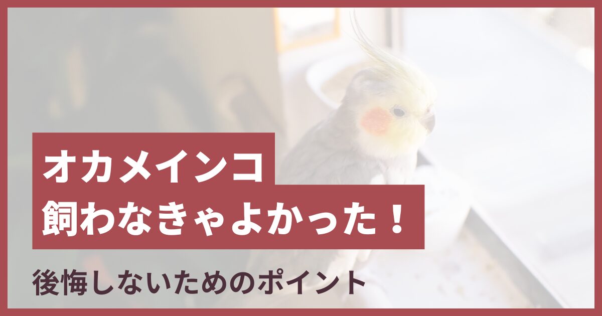 オカメインコ 飼わなきゃよかった